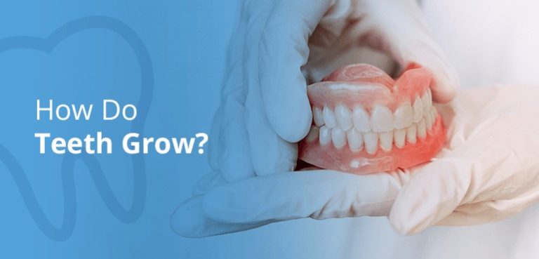 How Do Teeth Grow?